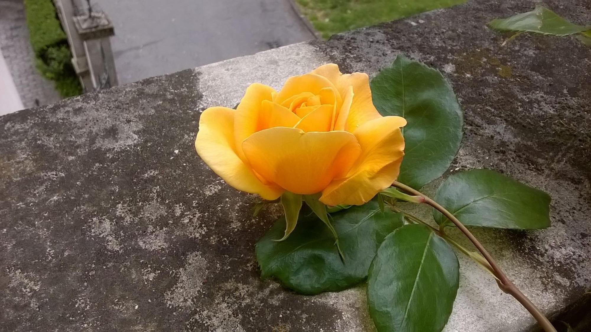 ויצ'נצה Visit Palladio B&B מראה חיצוני תמונה